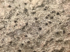 Naetrocymbe punctiformis