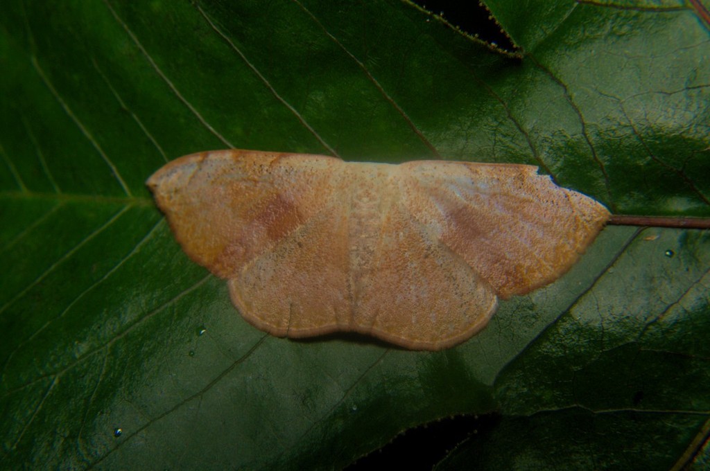 Somatina purpurascens