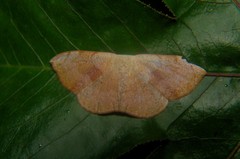 Somatina purpurascens