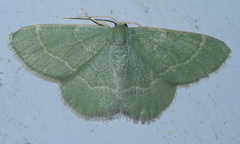 Chlorochlamys phyllinaria