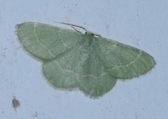 Chlorochlamys phyllinaria