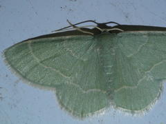 Chlorochlamys phyllinaria