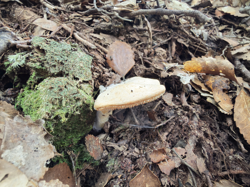 Hydnum wellingtonii · September 2025 · photo: © jeremy_rolfe (iNaturalist, cc-by)