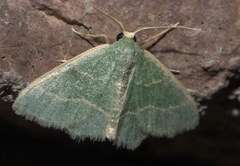 Chlorochlamys phyllinaria