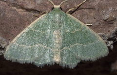 Chlorochlamys phyllinaria