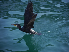 Phalacrocorax carbo