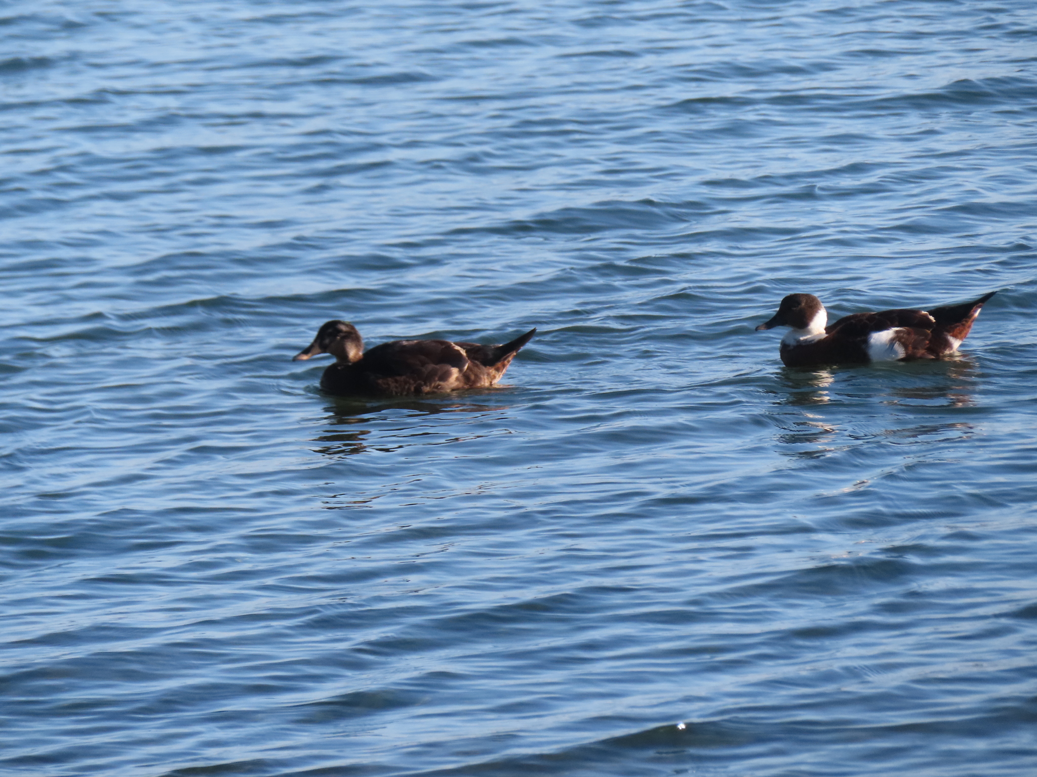Bronze-winged Duck (Speculanas specularis), photo 5