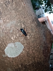 Strongylium erythrocephalum