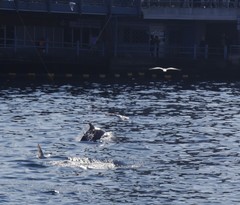Tursiops truncatus ponticus
