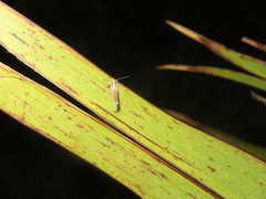 Erechthias chionodira