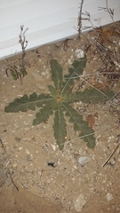 Asteraceae