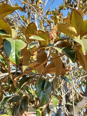 Tracheophyta