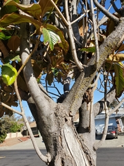 Tracheophyta