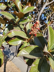 Tracheophyta