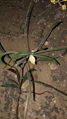 Magnoliopsida