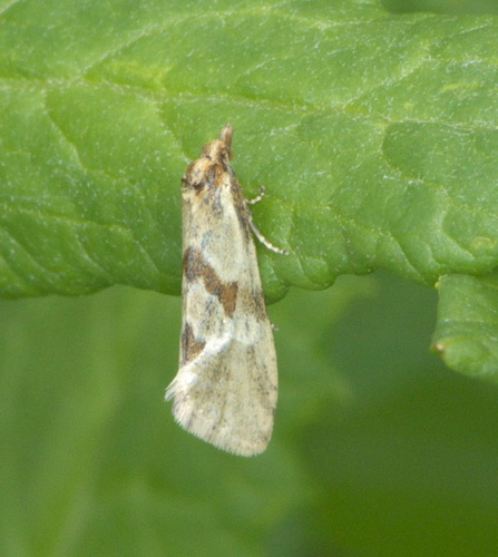 Smeathmann's Aethes Moth photo 3