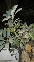 Heptapleurum arboricola