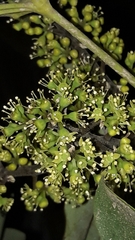 Heptapleurum arboricola
