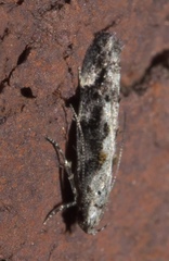 Coleotechnites florae