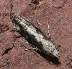 Coleotechnites florae