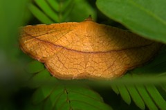 Striglina