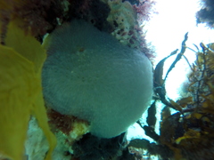 Aplousobranchia