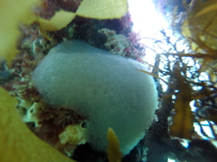 Aplousobranchia