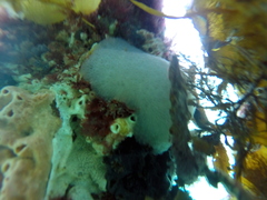 Aplousobranchia