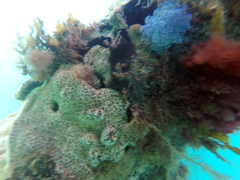 Distaplia