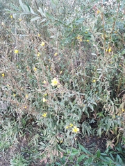 Oenothera elata hookeri
