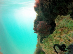 Botrylloides perspicuus