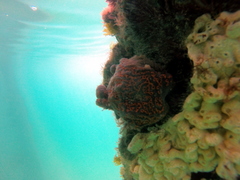 Botrylloides perspicuus