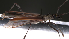 Rhinophthalmus