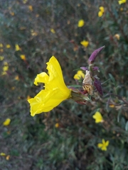 Oenothera elata hookeri