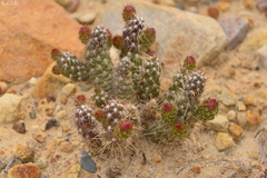 Austrocylindropuntia shaferi
