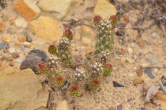 Austrocylindropuntia shaferi