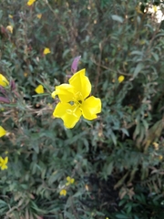 Oenothera elata hookeri