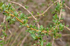 Dunalia brachyacantha