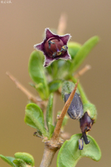 Dunalia brachyacantha