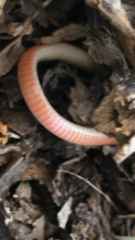 Tantilla