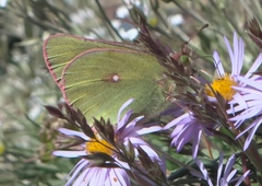 Colias meadii
