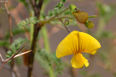 Adesmia miraflorensis