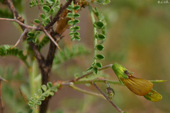 Adesmia miraflorensis