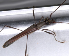 Rhinophthalmus