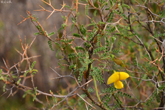 Adesmia miraflorensis