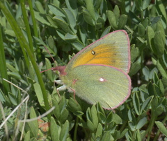 Colias meadii