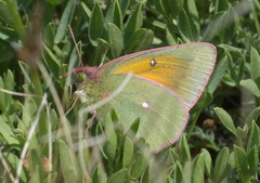 Colias meadii