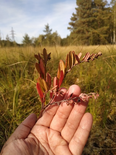 Наблюдение на iNaturalist