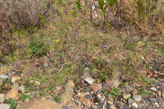 Adesmia miraflorensis