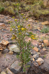 Senecio clivicola